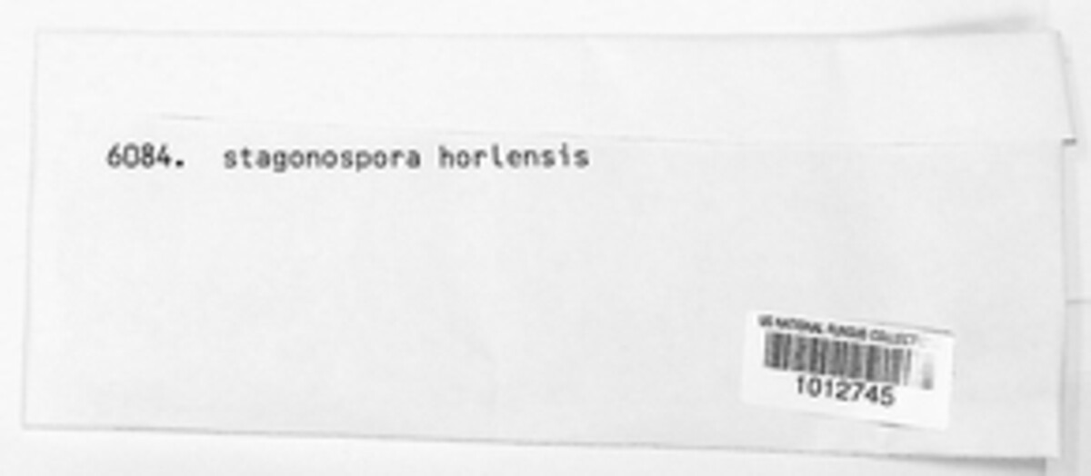 Ascochyta boltshauseri image